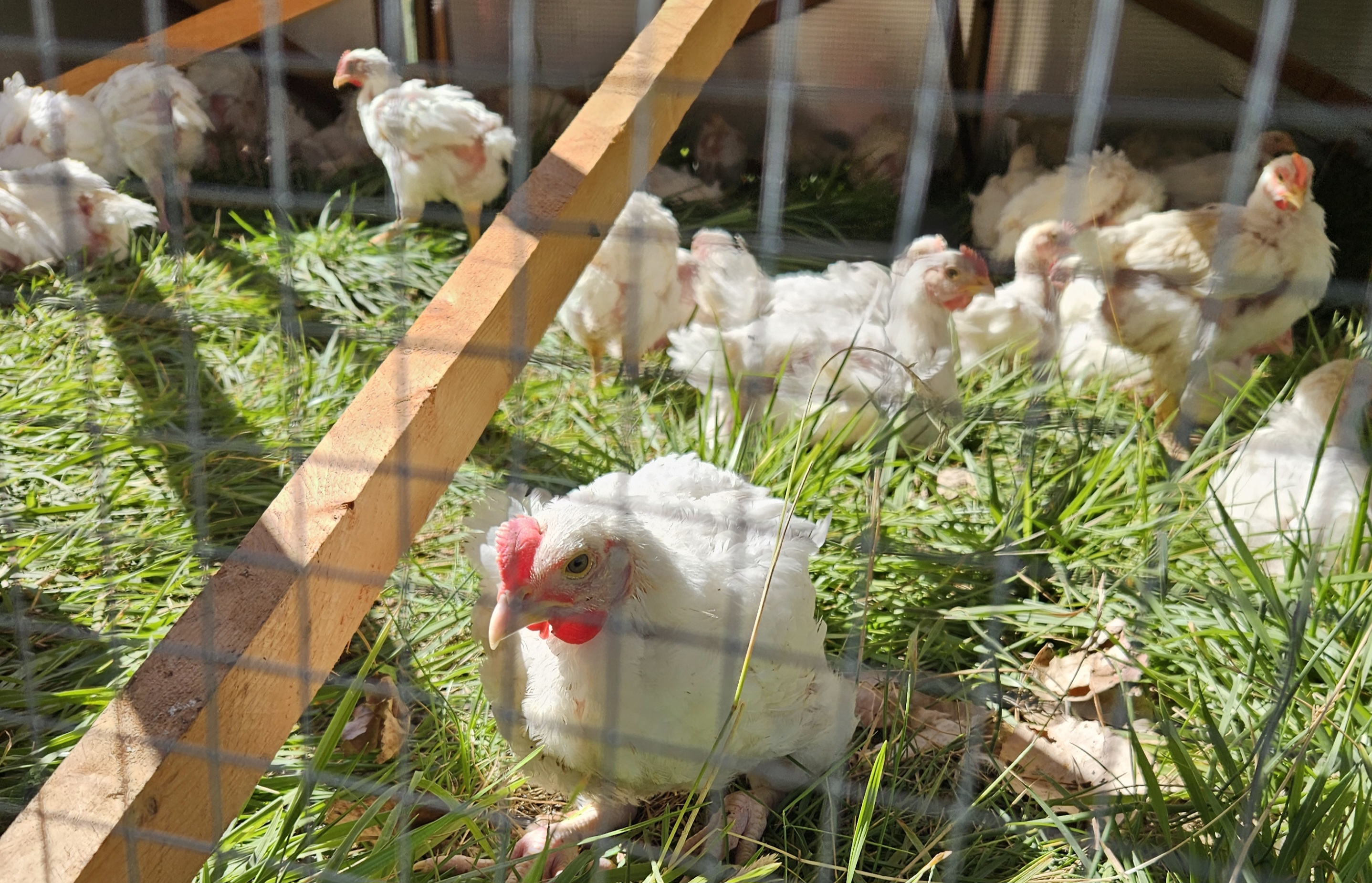 Pasture fed food is healthier than stock-fed alternatives.