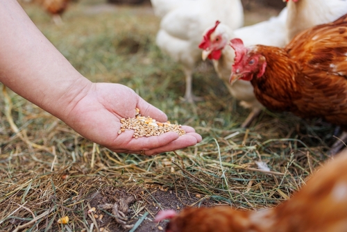 Food is the best medicine!